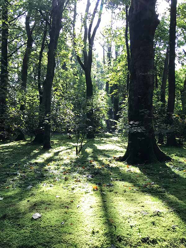 forest scene with grass, trees and the sun shining through